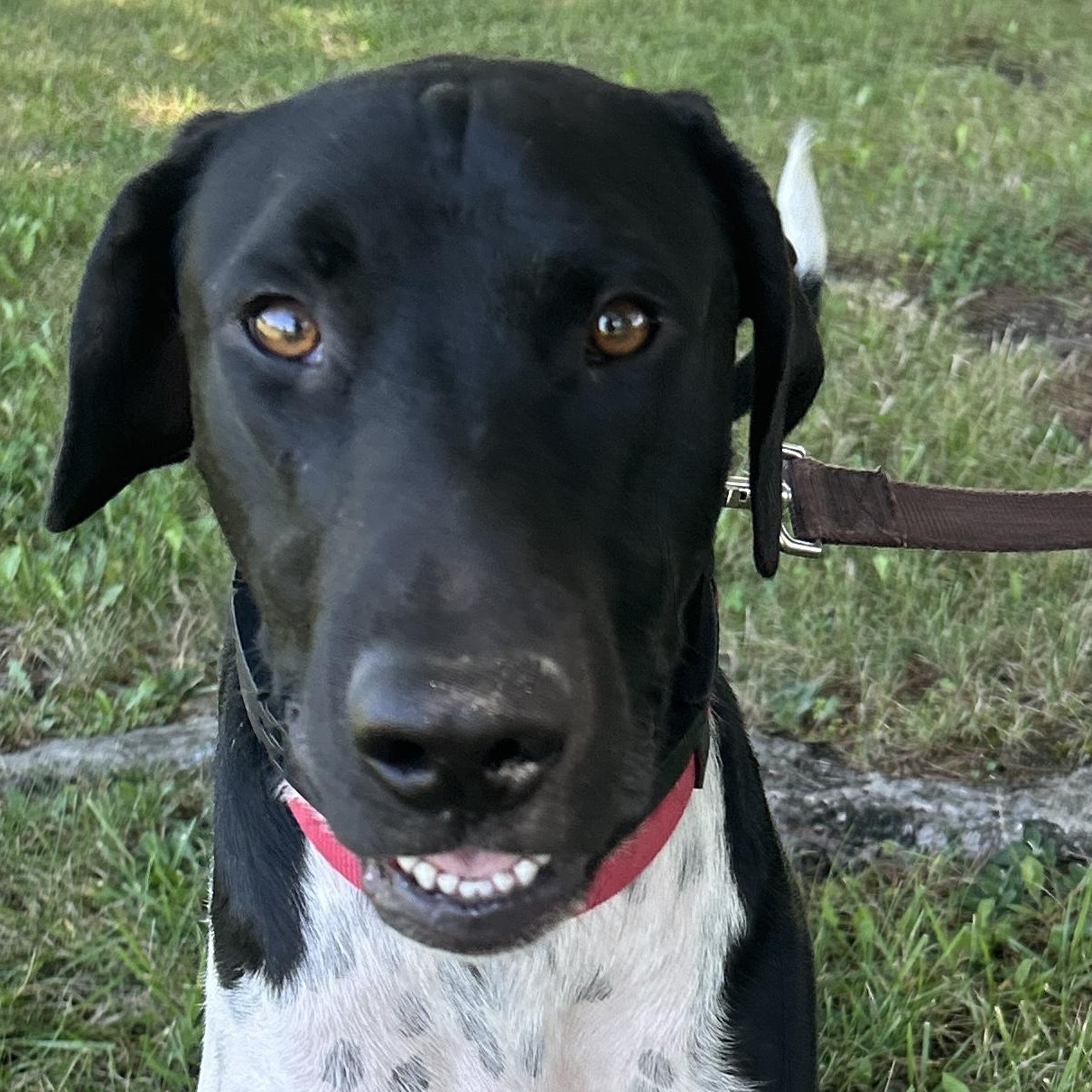 Enlarge Cruz, a Adopted German Shorthaired Pointer in Pottsville, PA image 1/3