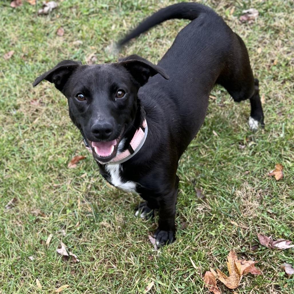 Enlarge Spur, a Adoptable Mixed Breed in New York, NY image 2/6