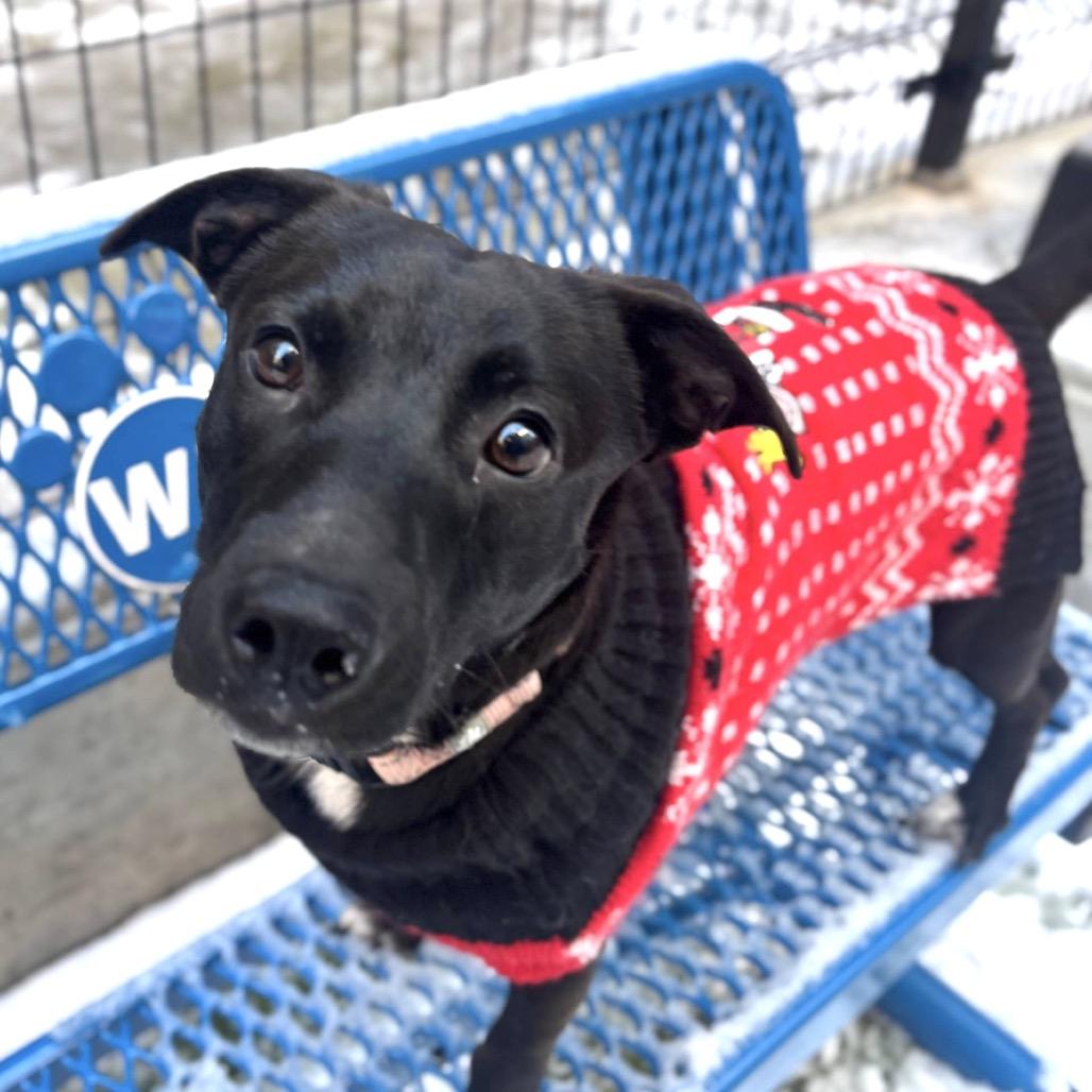 Enlarge Spur, a Adoptable Mixed Breed in New York, NY image 5/6