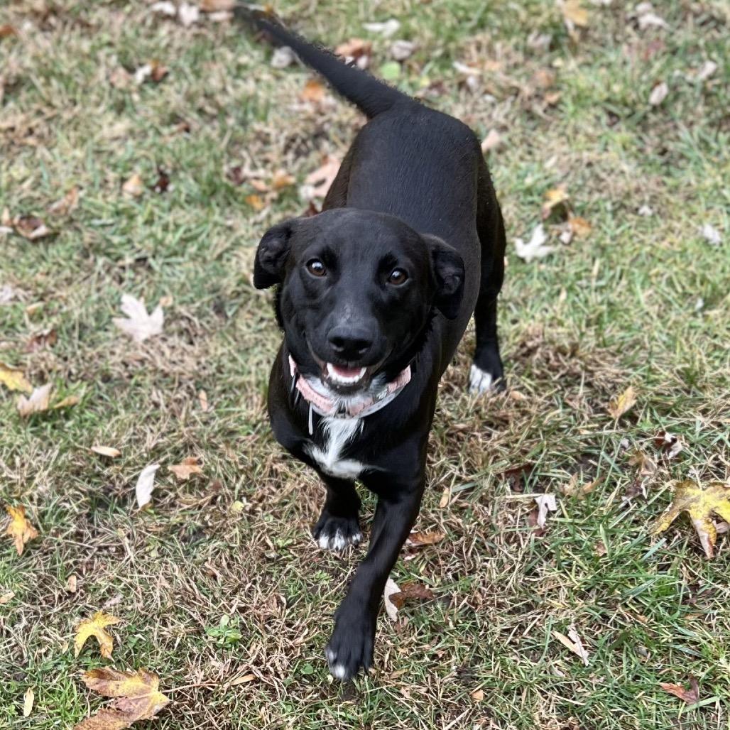 Enlarge Spur, a Adoptable Mixed Breed in New York, NY image 6/6