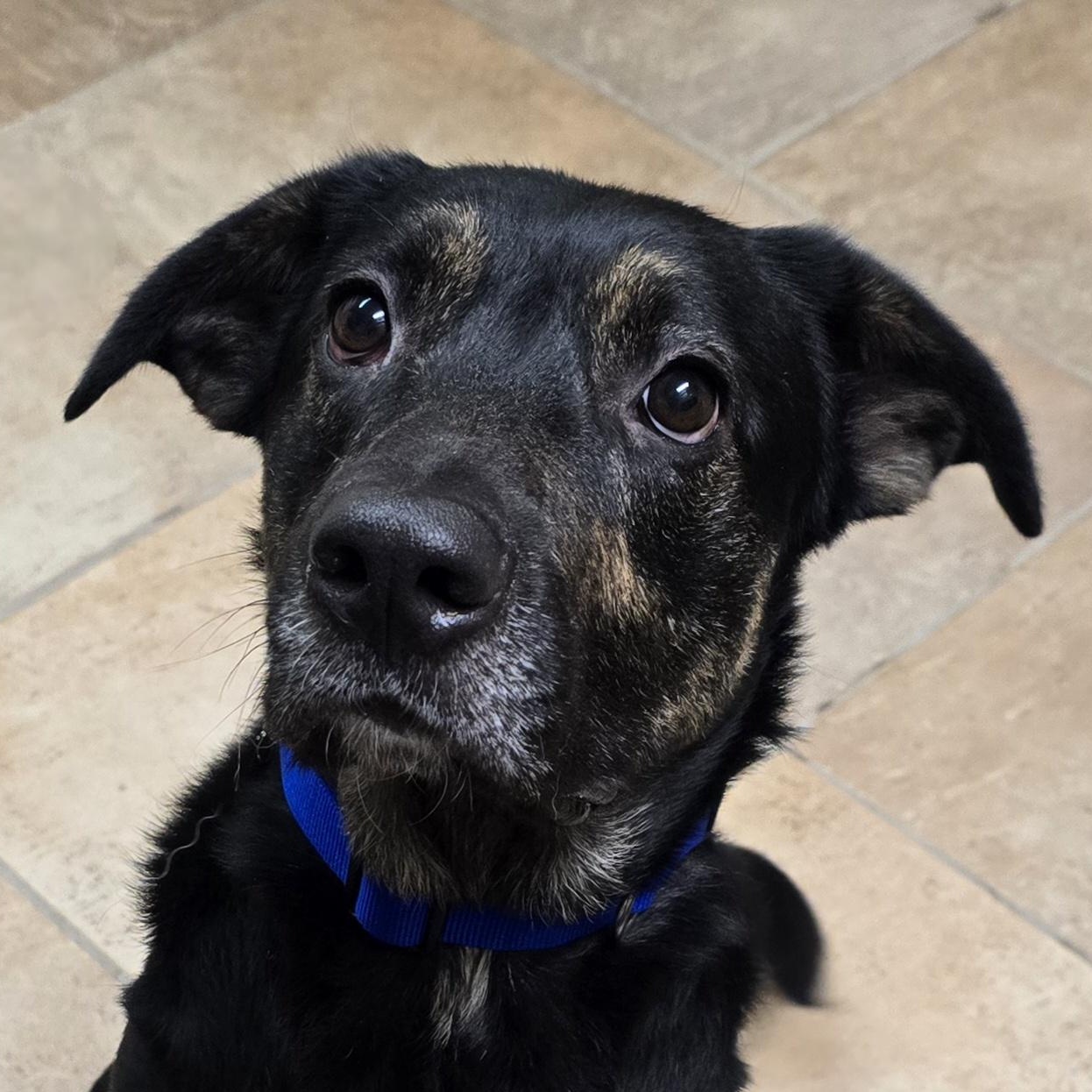 Apollo, Adoptable, Young Male Shepherd.