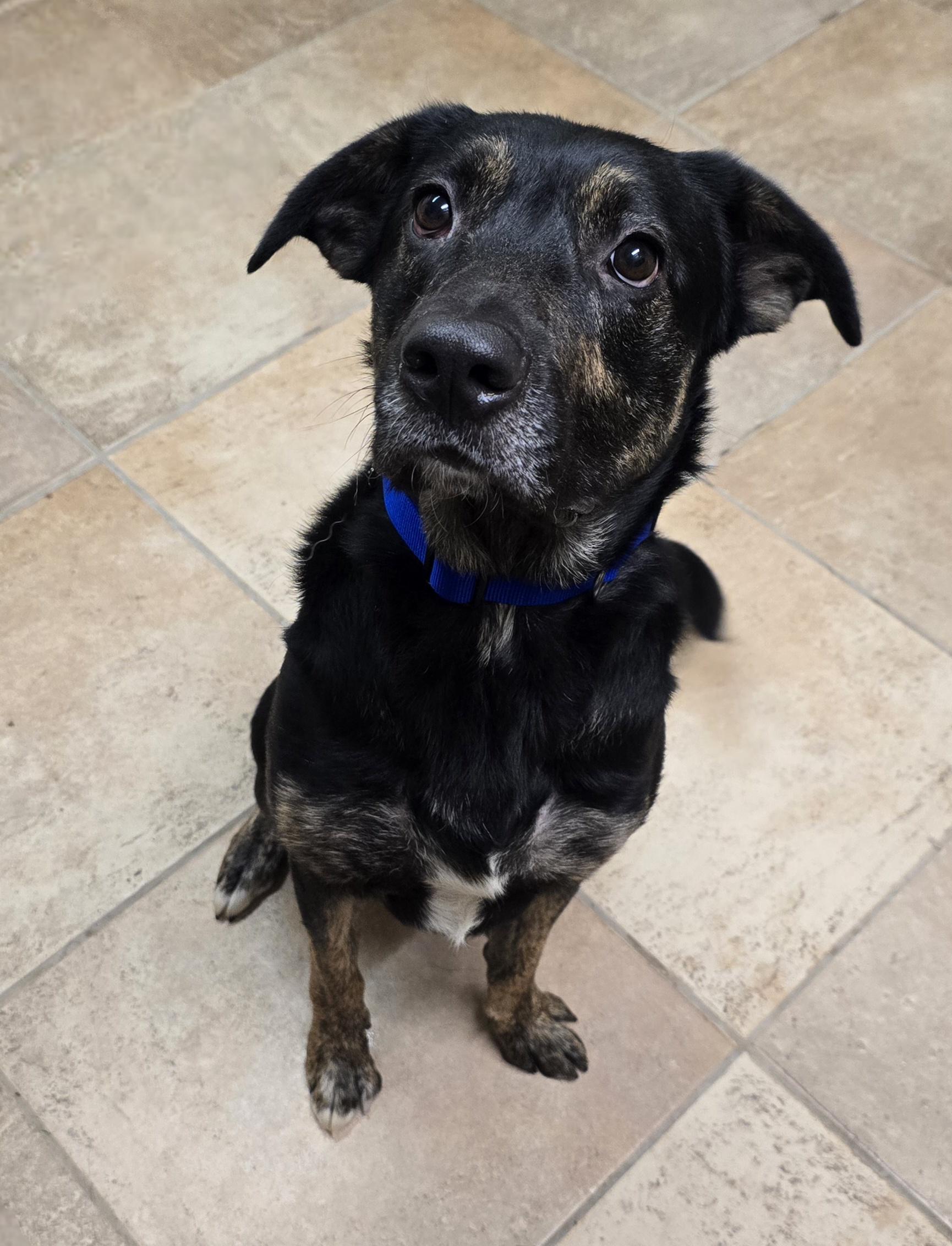 Enlarge Apollo, a Adoptable mixed breed in Brainerd, MN image 2/2