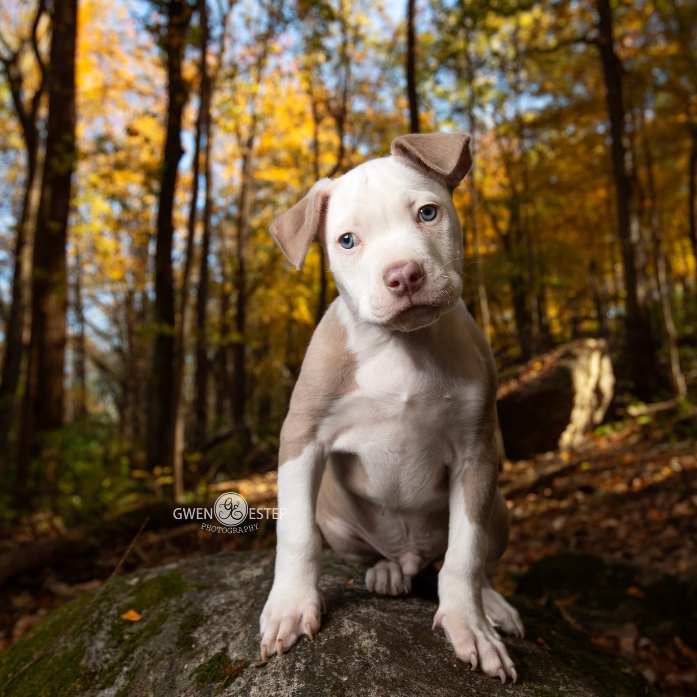 Admiral, adopted, Puppy Male Pit Bull Terrier.