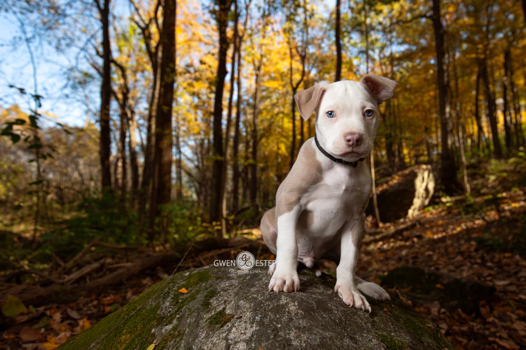 Admiral - *Pre Adoption*