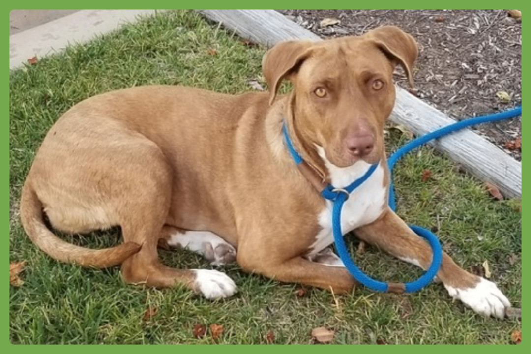 Dakota, Senior Female unknown