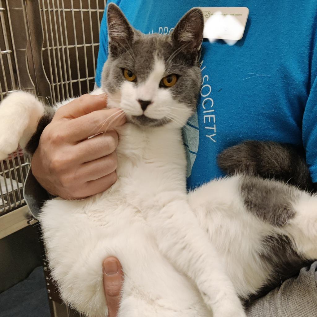 Elwood, Adopted, Adult Male Domestic Short Hair.