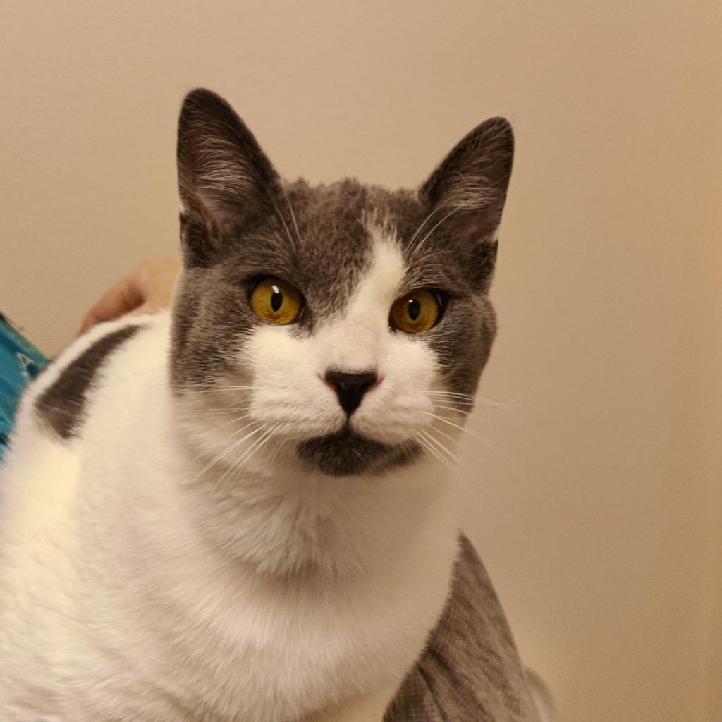 Enlarge Elwood, a Adopted mixed breed in Eastsound, WA image 2/3