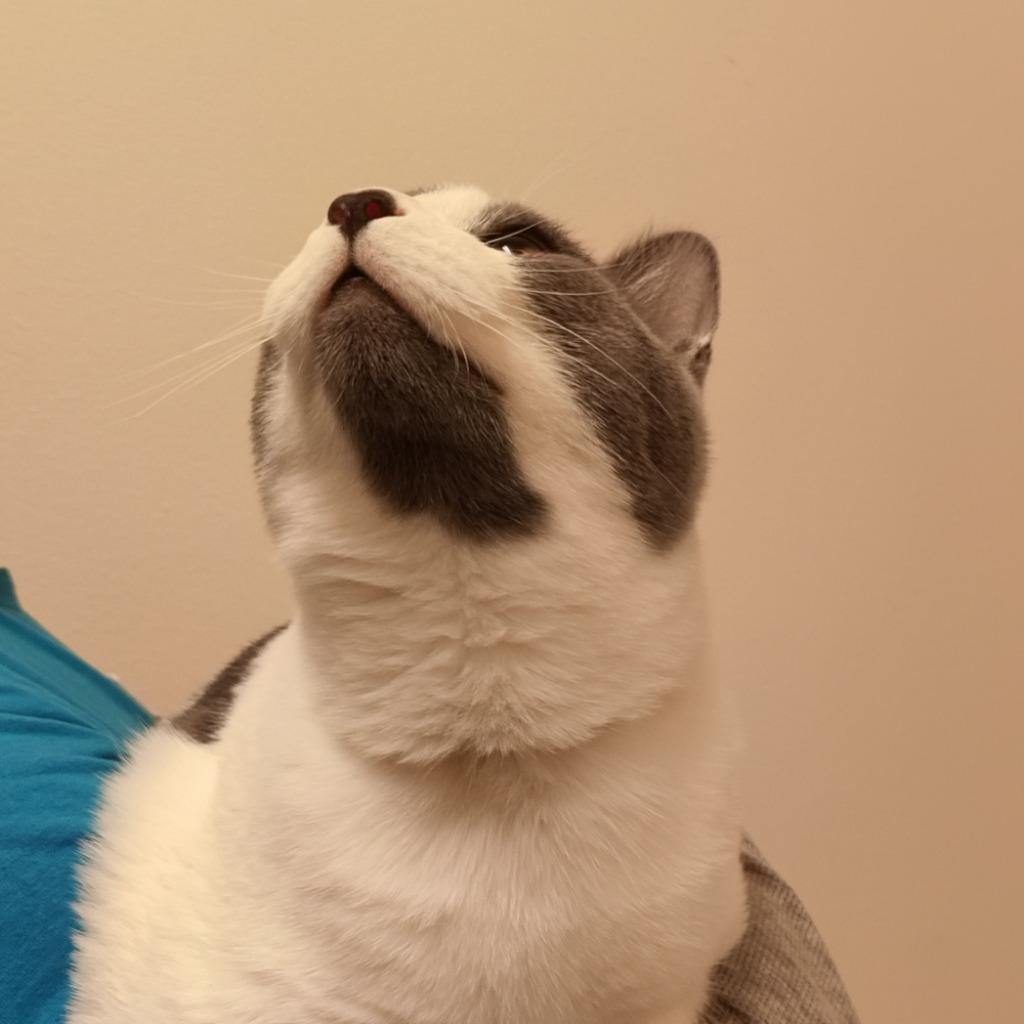 Enlarge Elwood, a Adopted mixed breed in Eastsound, WA image 3/3