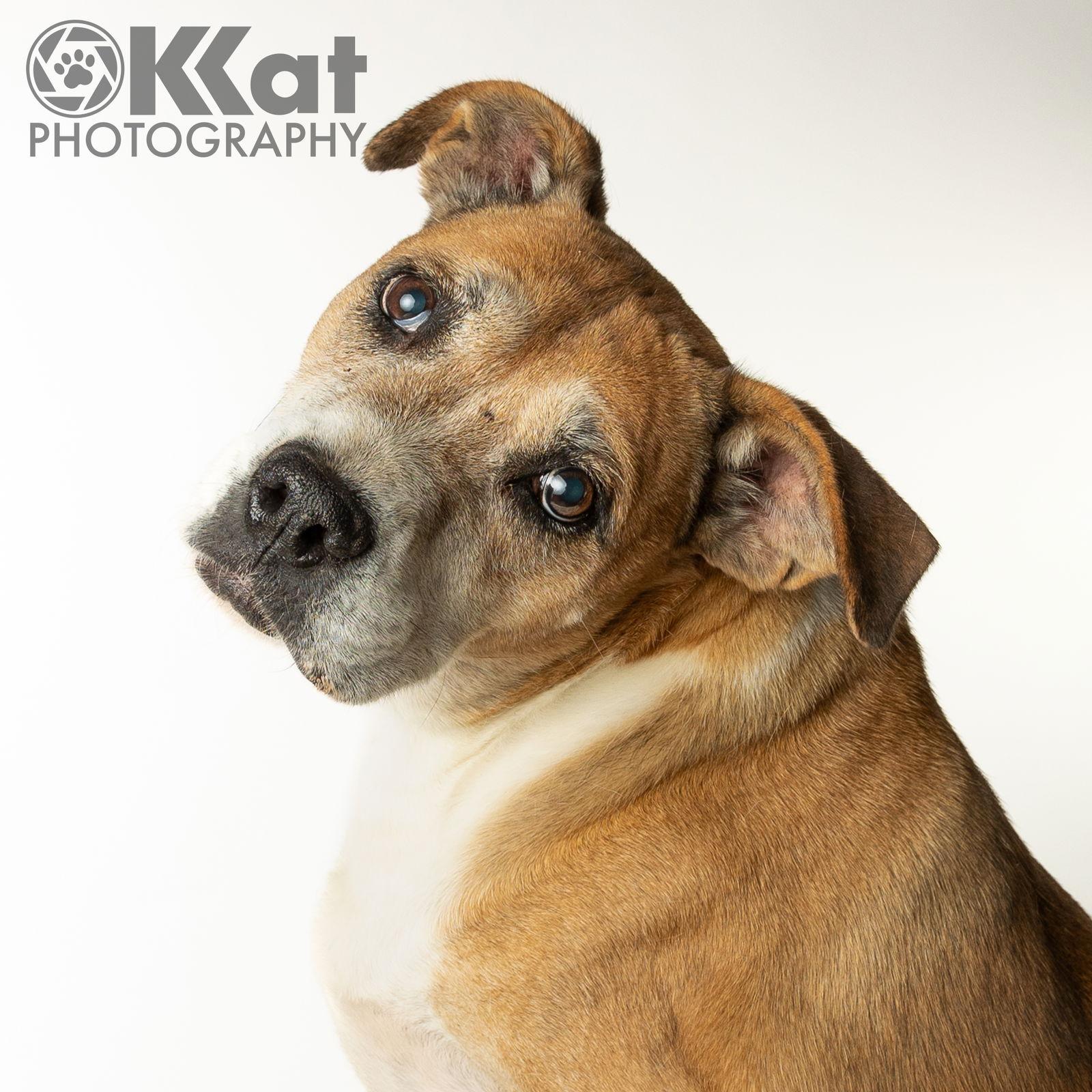 Darcy, a Adoptable Boxer in Crescent, OK image 1/5