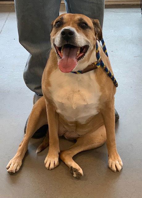 Darcy, a Adoptable Boxer in Crescent, OK image 2/5