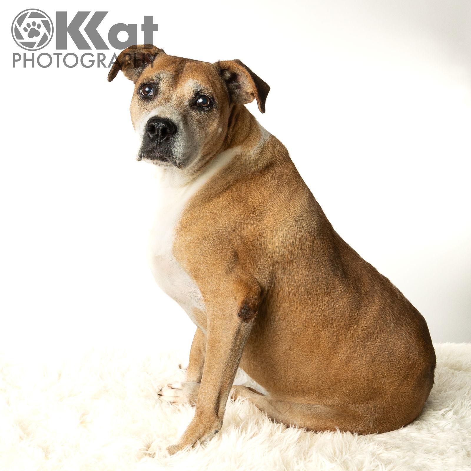 Darcy, a Adoptable Boxer in Crescent, OK image 3/5