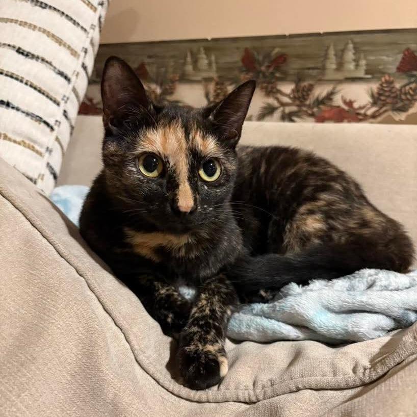 Mardigras, Adoptable, Adult Female Domestic Short Hair.