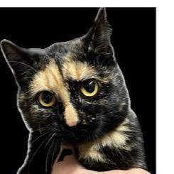 Enlarge Mardigras, a Adoptable Domestic Short Hair in Union, MO image 2/2