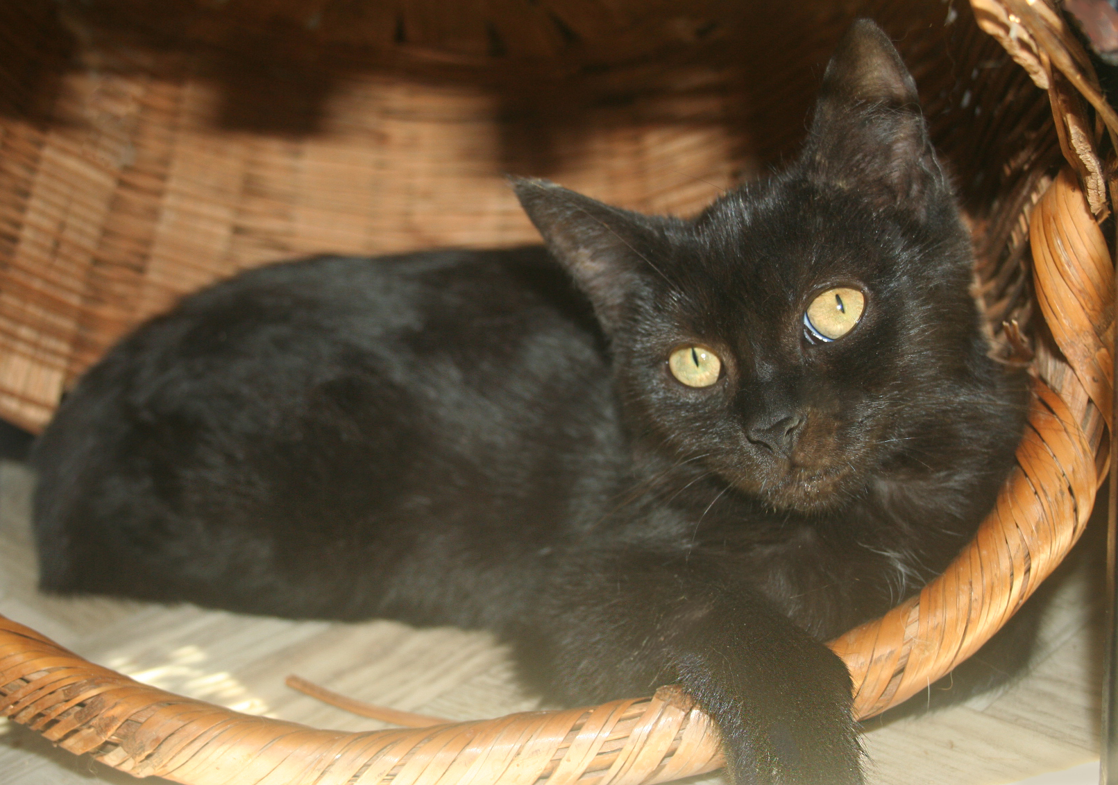 Cookie, Adult Female unknown