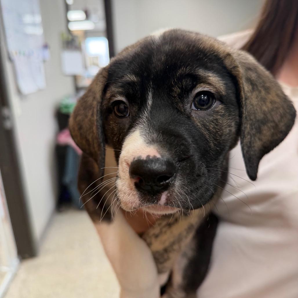 Fruity Pibbles, Adoptable, Puppy Female Mixed Breed.