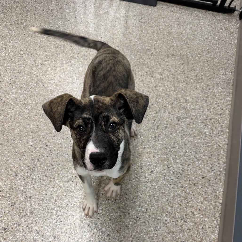 Enlarge Fruity Pibbles, a Adoptable Mixed Breed in Detroit Lakes, MN image 2/6