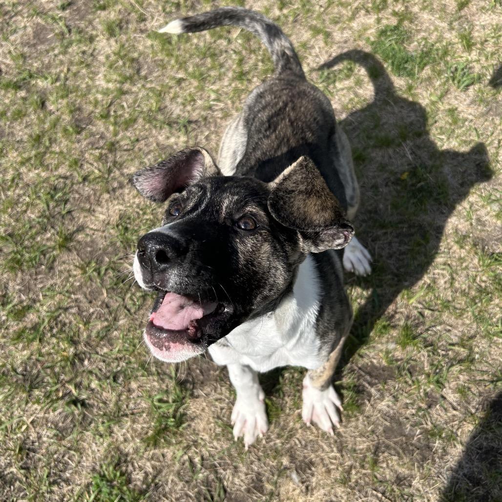 Enlarge Fruity Pibbles, a Adoptable Mixed Breed in Detroit Lakes, MN image 3/6