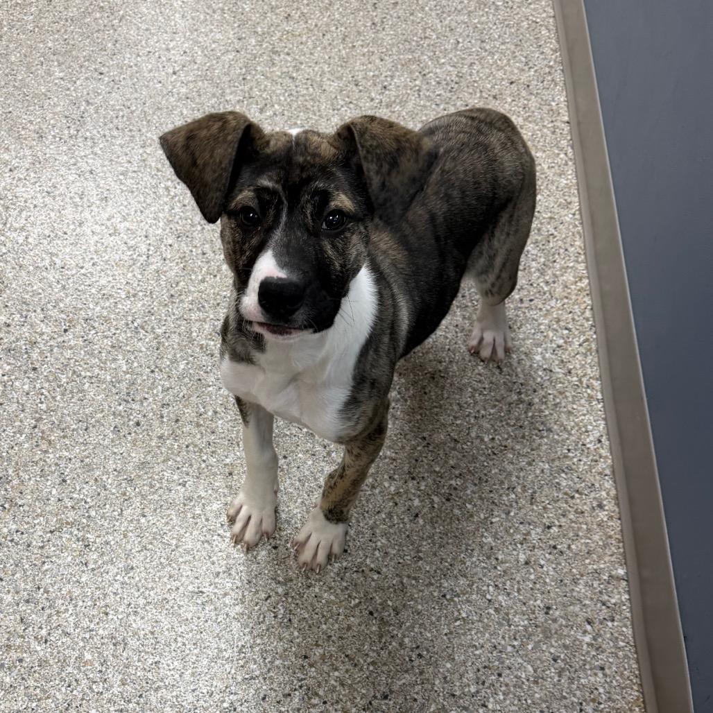 Enlarge Fruity Pibbles, a Adoptable Mixed Breed in Detroit Lakes, MN image 4/6