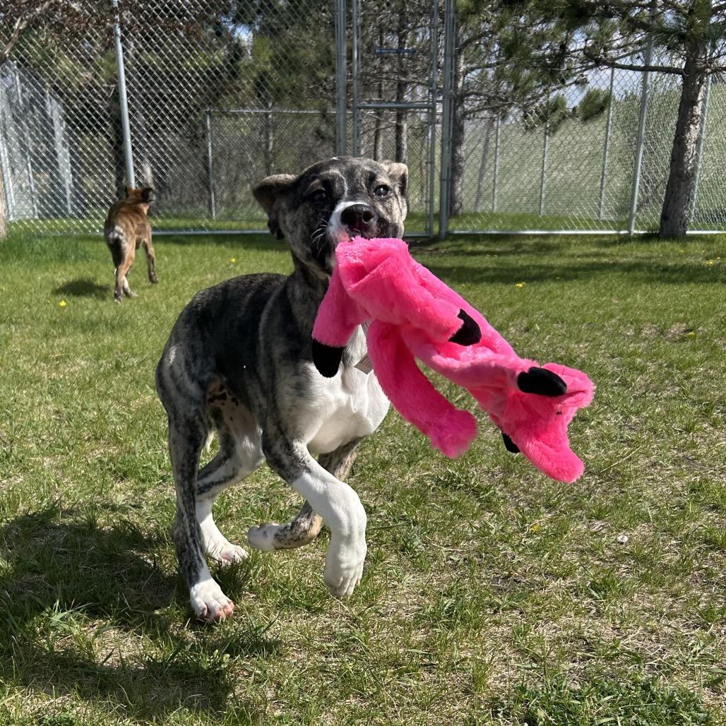 Enlarge Fruity Pibbles, a Adoptable Mixed Breed in Detroit Lakes, MN image 5/6