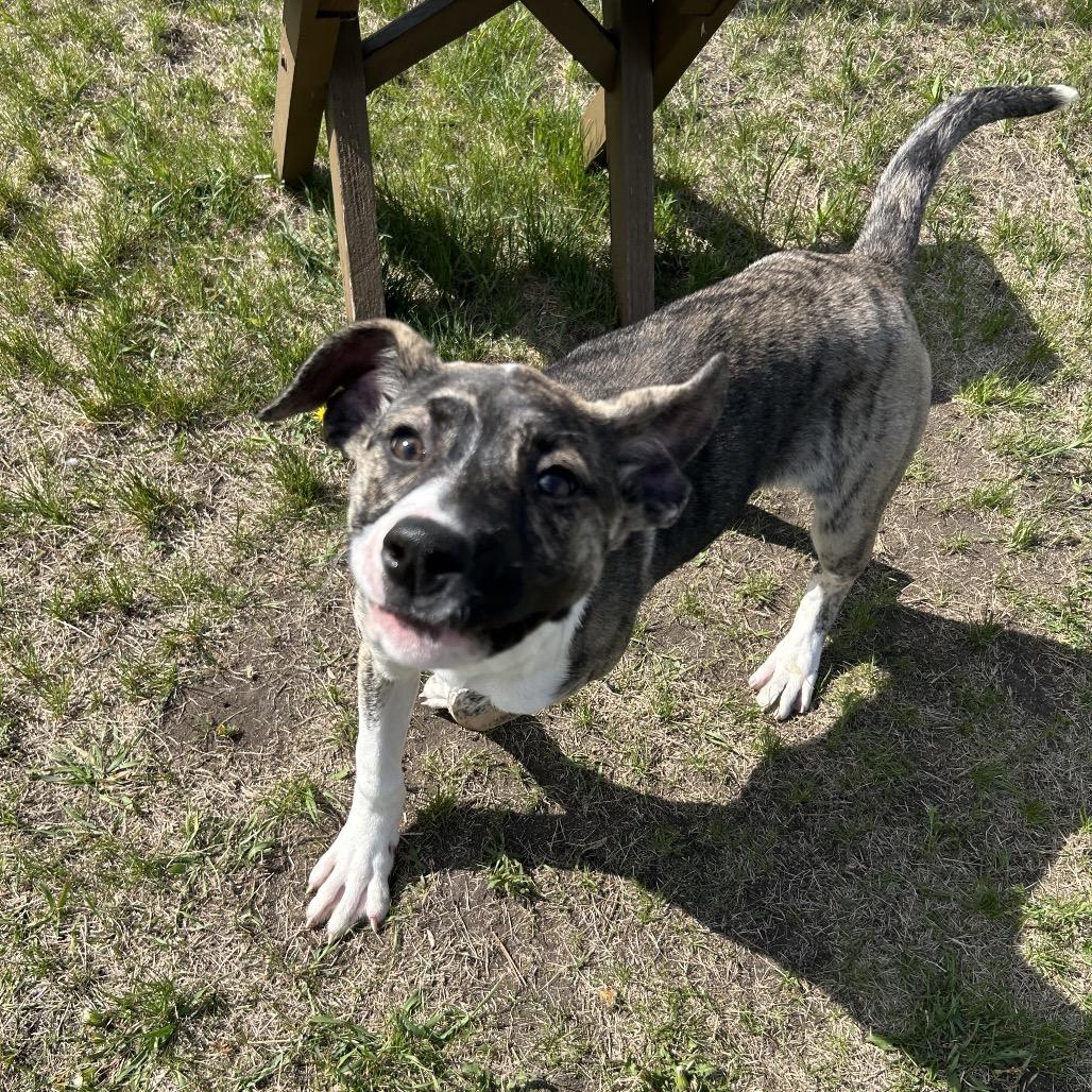 Enlarge Fruity Pibbles, a Adoptable Mixed Breed in Detroit Lakes, MN image 6/6
