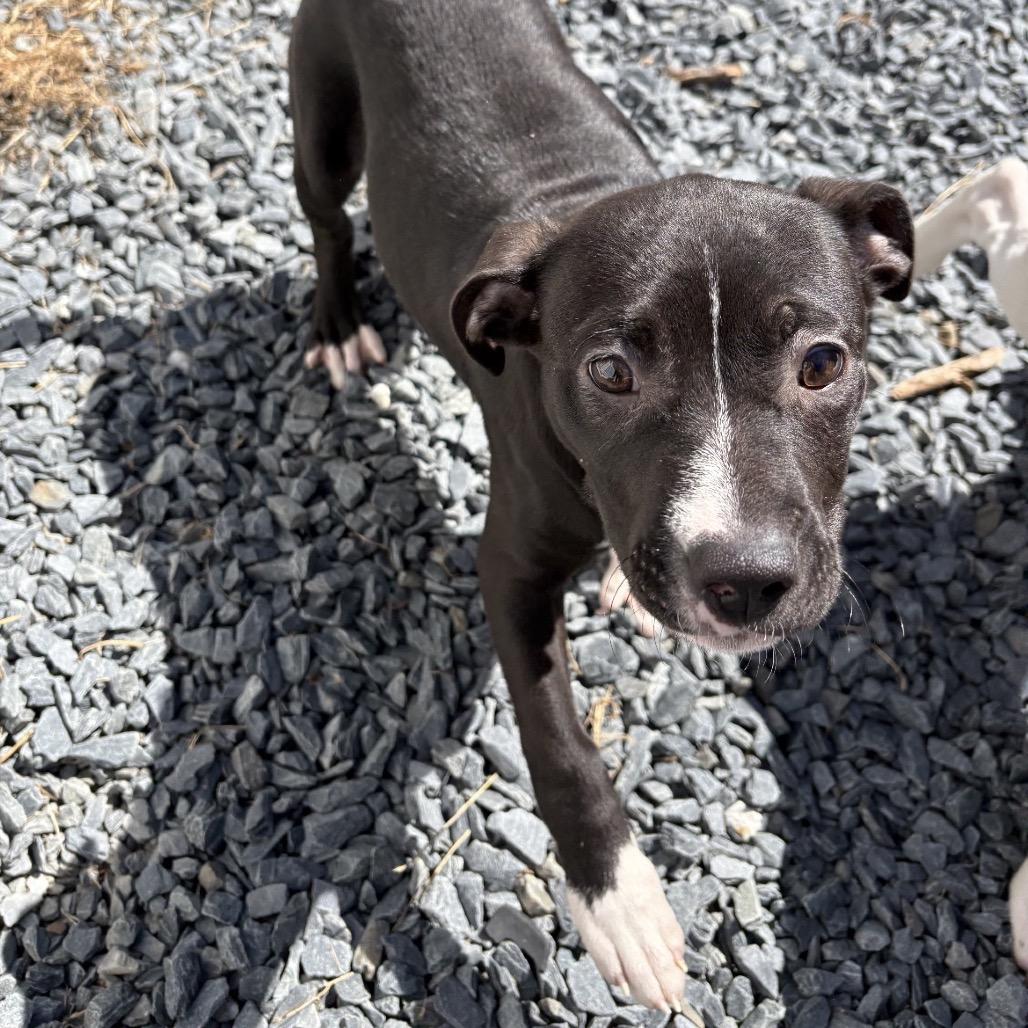 Gem, Adoptable, Puppy Female Pit Bull Terrier.