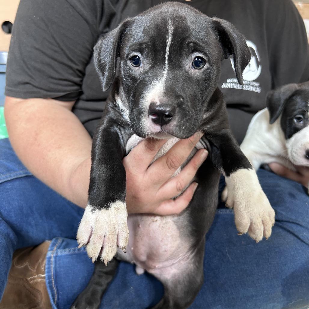 Enlarge Gem, a Adoptable Pit Bull Terrier in Mount Gilead, NC image 2/2