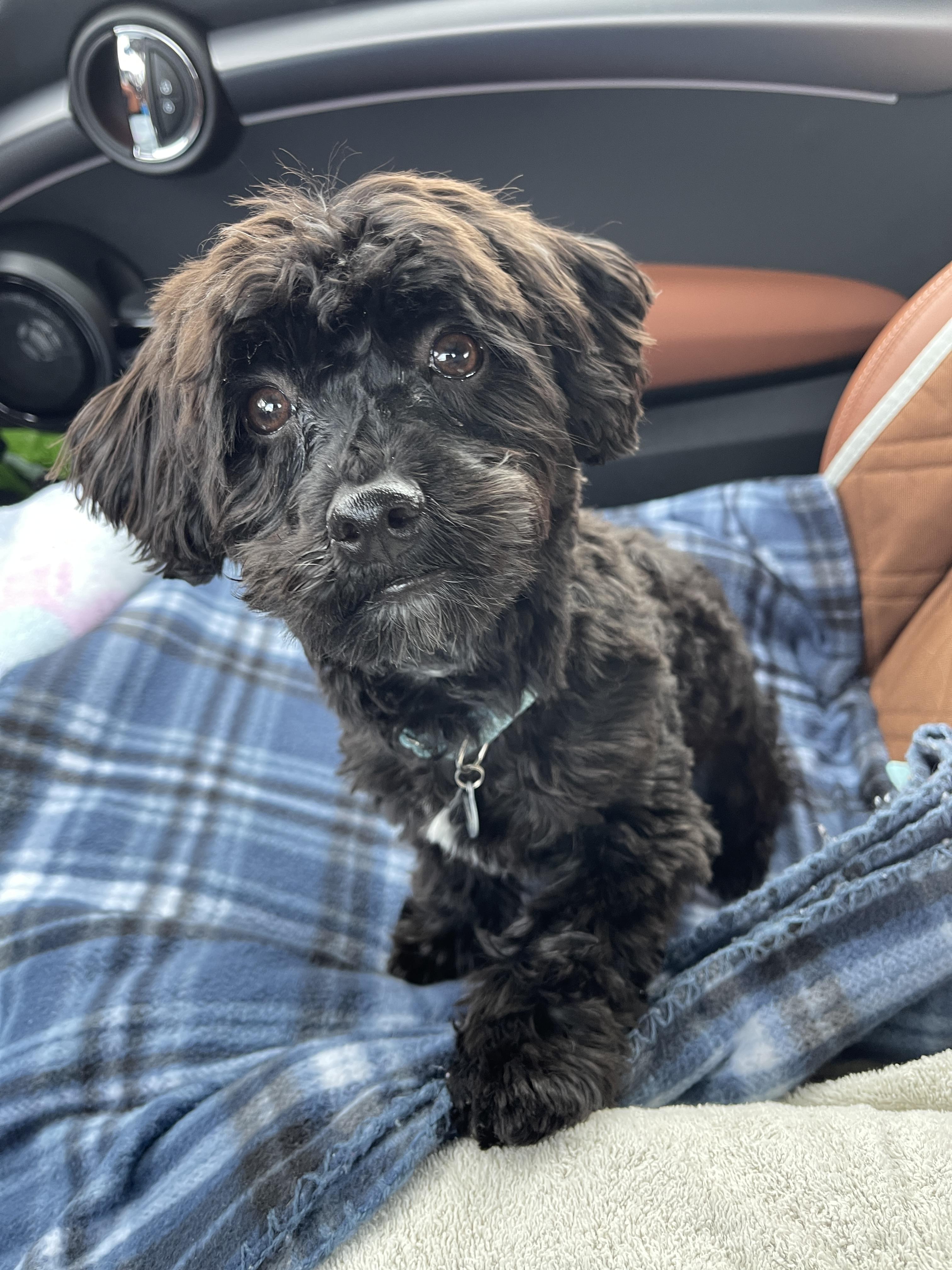 Enlarge Bruno, an adopted Havanese in Atlanta, GA image 2/3