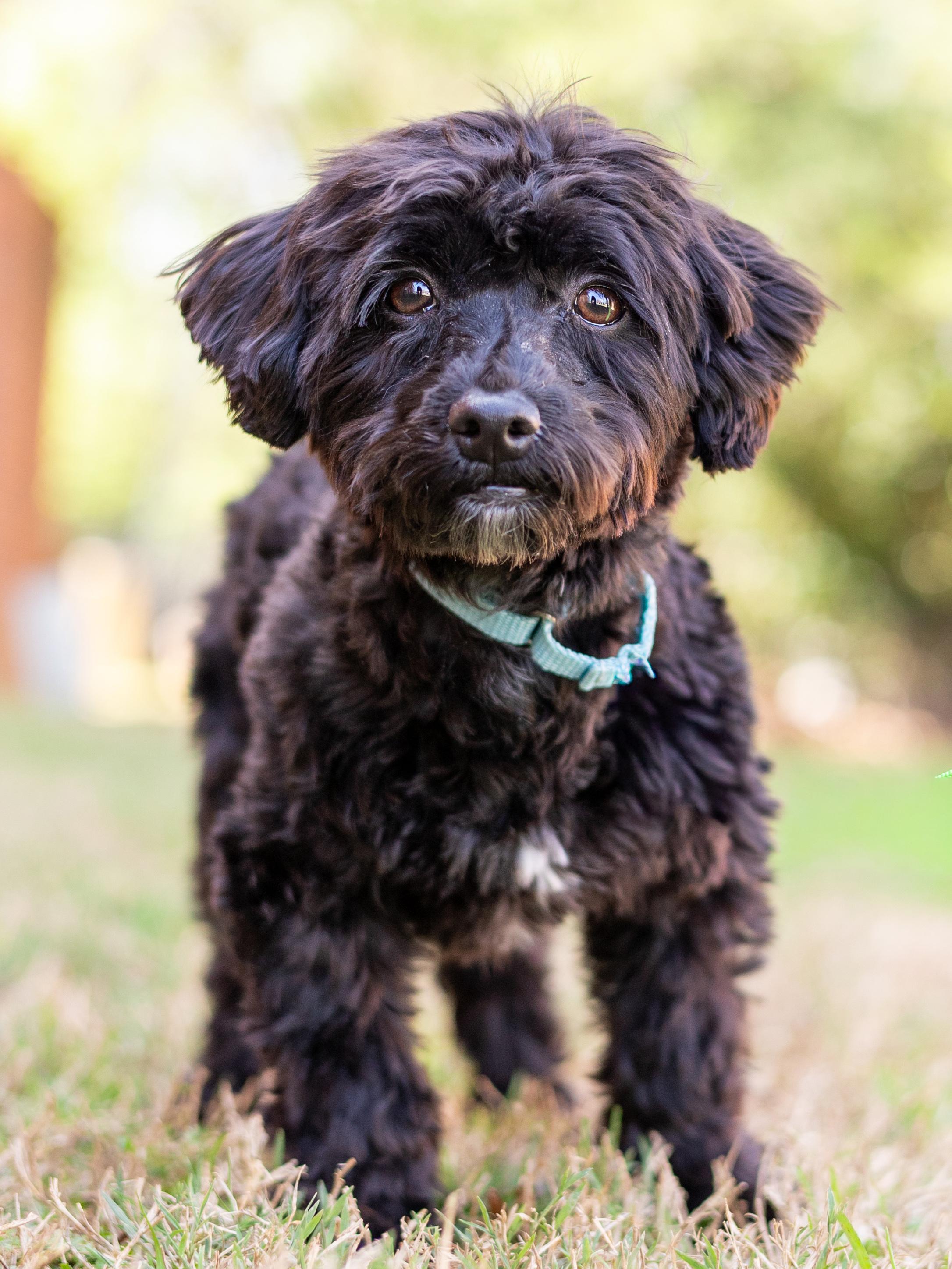 Enlarge Bruno, an adopted Havanese in Atlanta, GA image 1/3