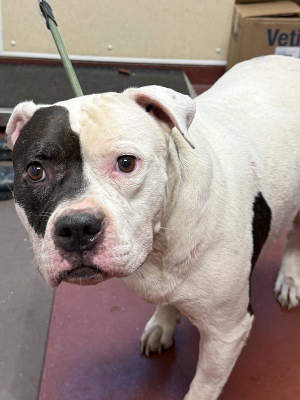 Enlarge Princess Penelope, a Adoptable mixed breed in Salisbury, MD image 1/1