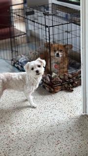 Dixie / Redington Beach, a Adoptable mixed breed in Redington Beach, FL image 5/6