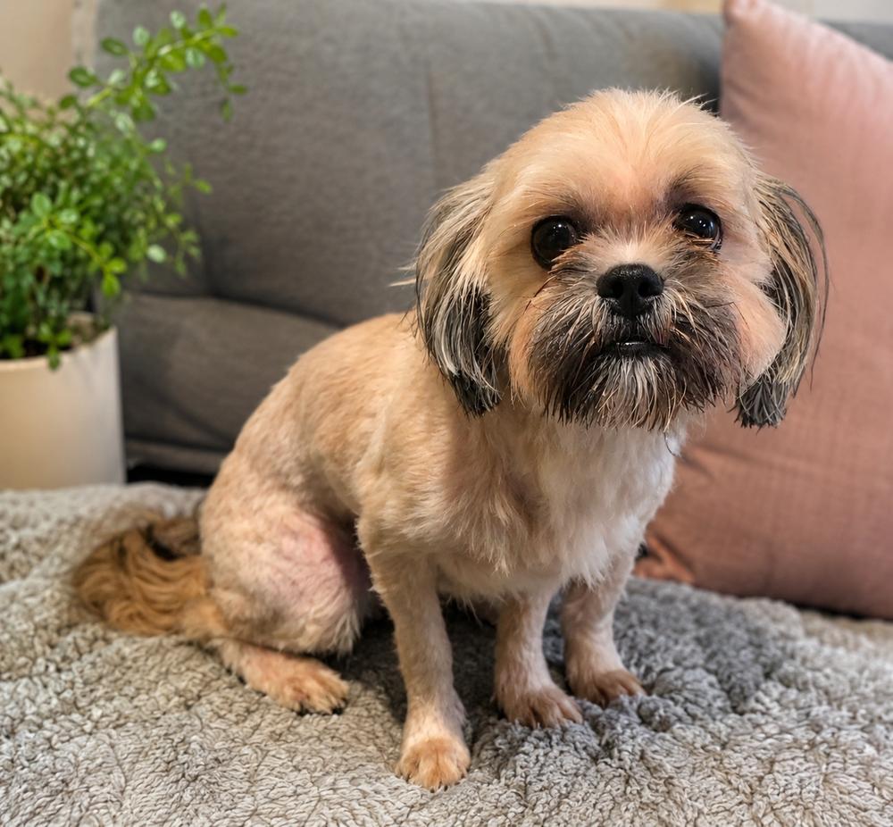 Enlarge Nigel, a Adoptable Shih Tzu in Oakland, MI image 1/1