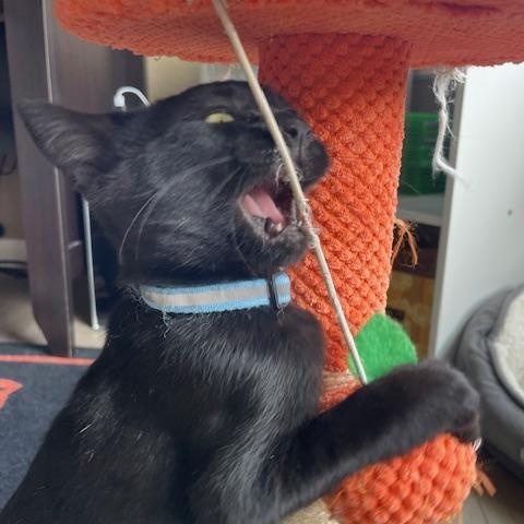 Penny- Top Gun litter