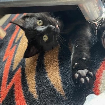 Penny- Top Gun litter