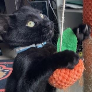 Penny- Top Gun litter