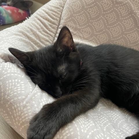 Penny- Top Gun litter