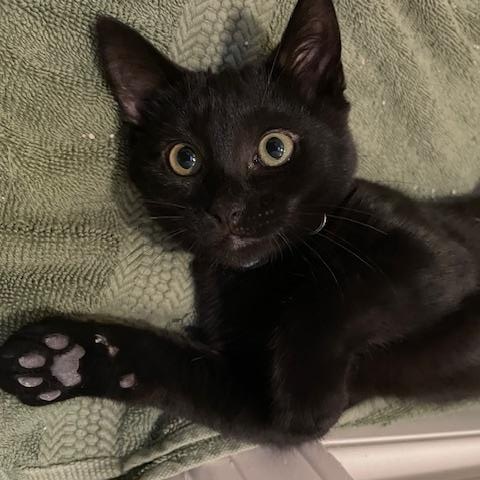 Penny- Top Gun litter