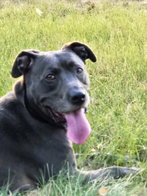 LOKI, Adoptable, Adult Male Pit Bull Terrier & Mixed Breed.