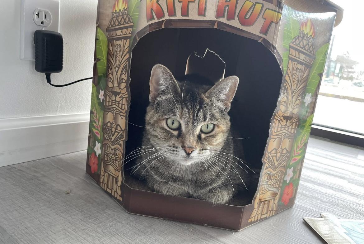 Stella Rose, Adoptable, Adult Female Domestic Short Hair.