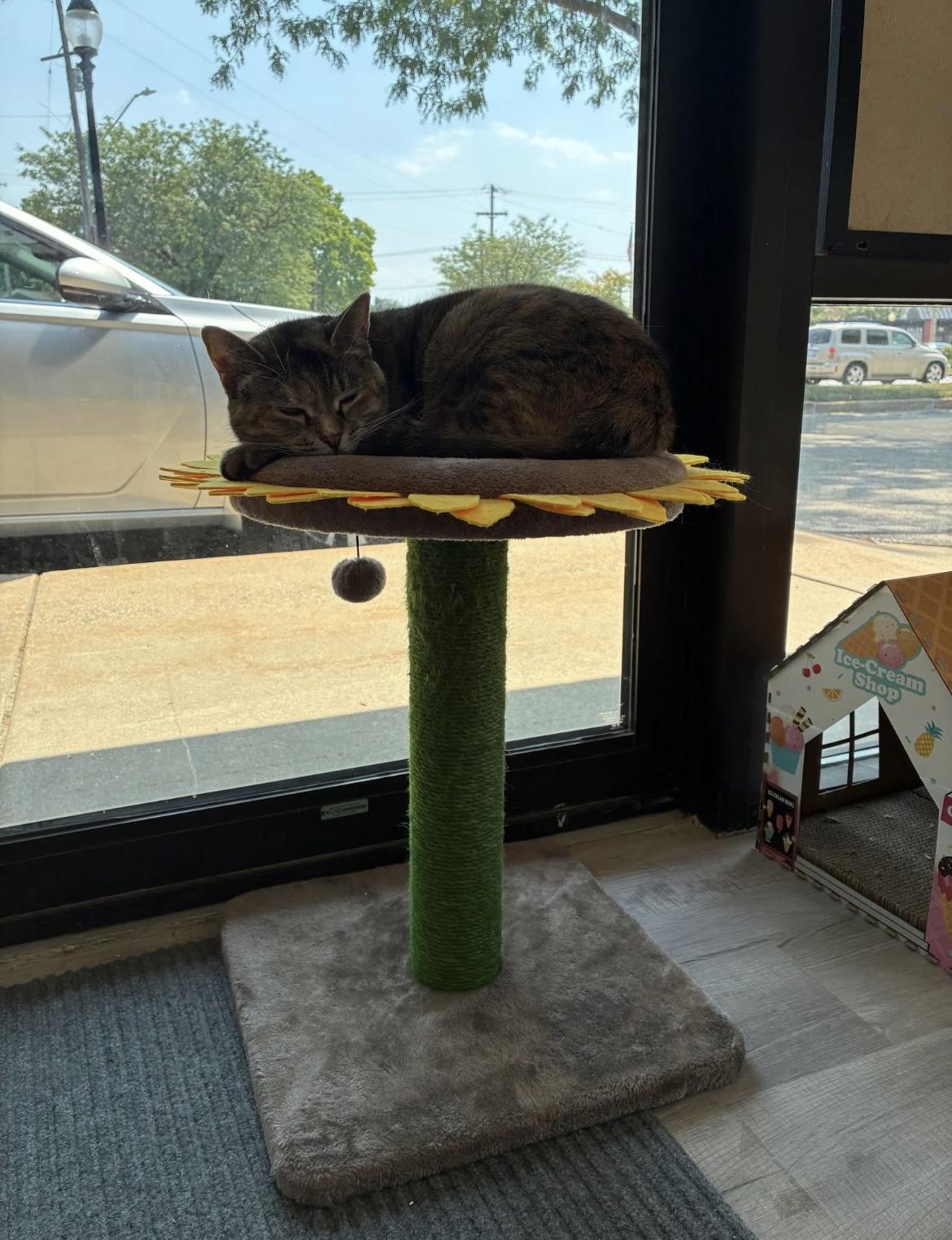 Stella Rose, a Adoptable Domestic Short Hair in Hudsonville, MI image 3/6