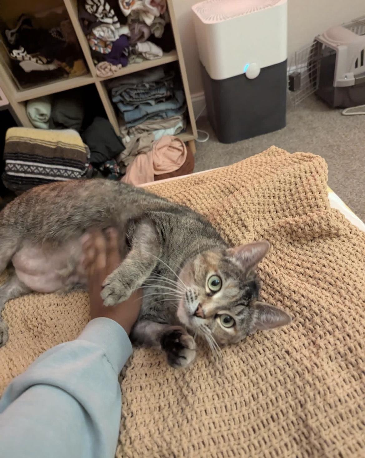 Stella Rose, a Adoptable Domestic Short Hair in Hudsonville, MI image 4/6