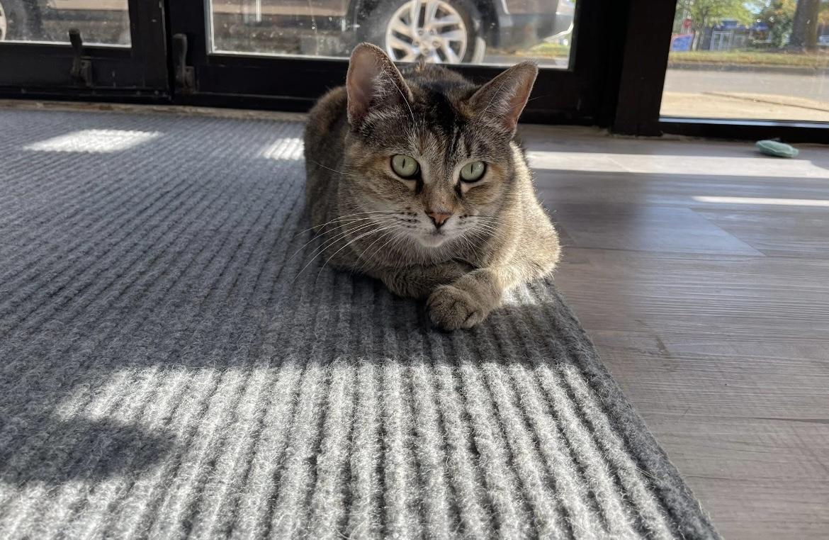 Stella Rose, a Adoptable Domestic Short Hair in Hudsonville, MI image 5/6