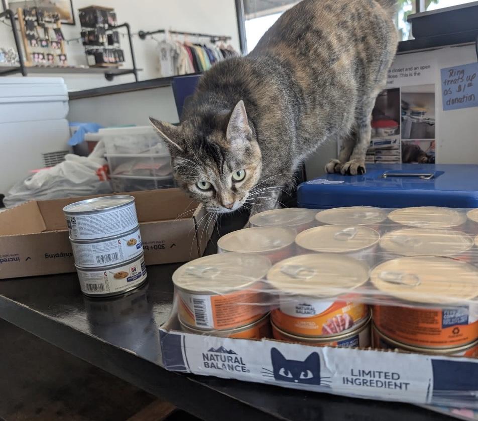 Stella Rose — thumbnail 5