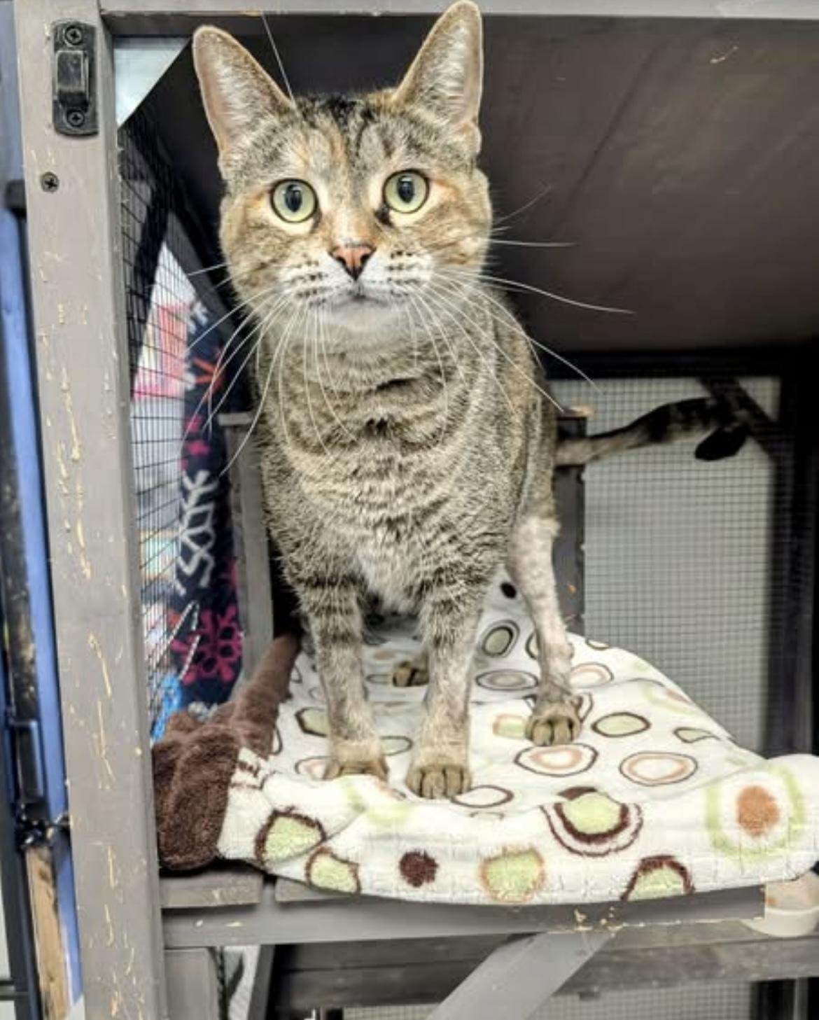 Stella Rose, a Adoptable Domestic Short Hair in Hudsonville, MI image 2/6