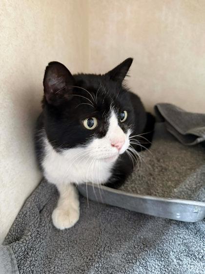 Zorro, ADOPTABLE, Senior Male Domestic Short Hair.