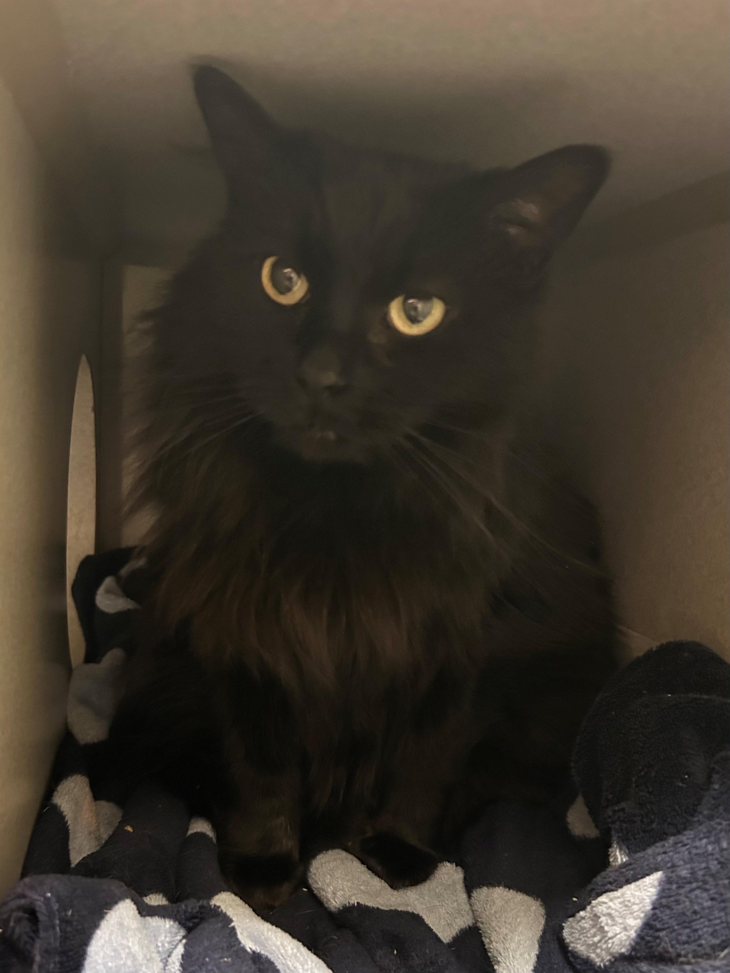 Enlarge Echo, a ADOPTABLE Domestic Long Hair in Mason City, IA image 1/1