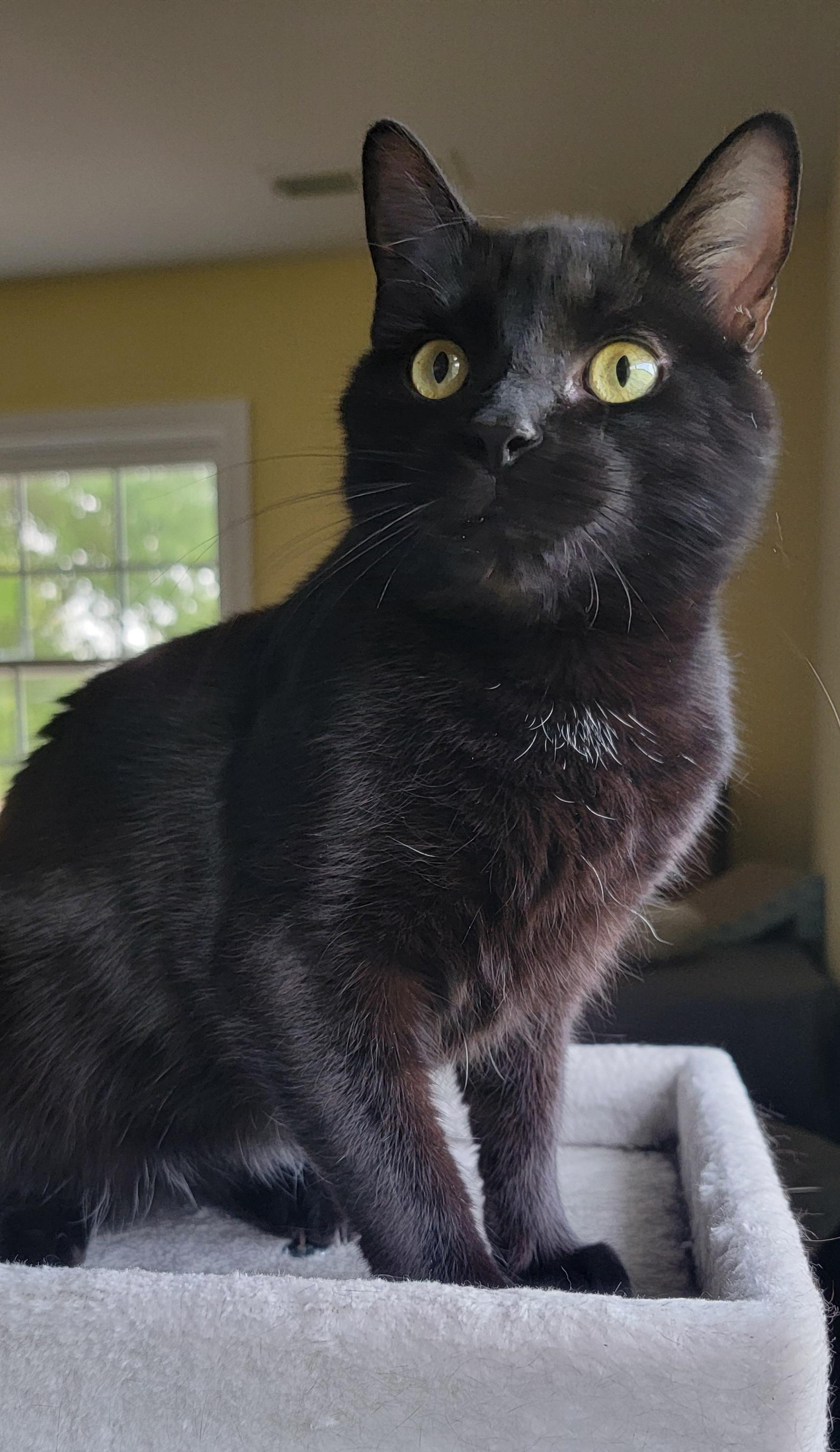 VELVET, Adoptable, Young Female Domestic Short Hair.