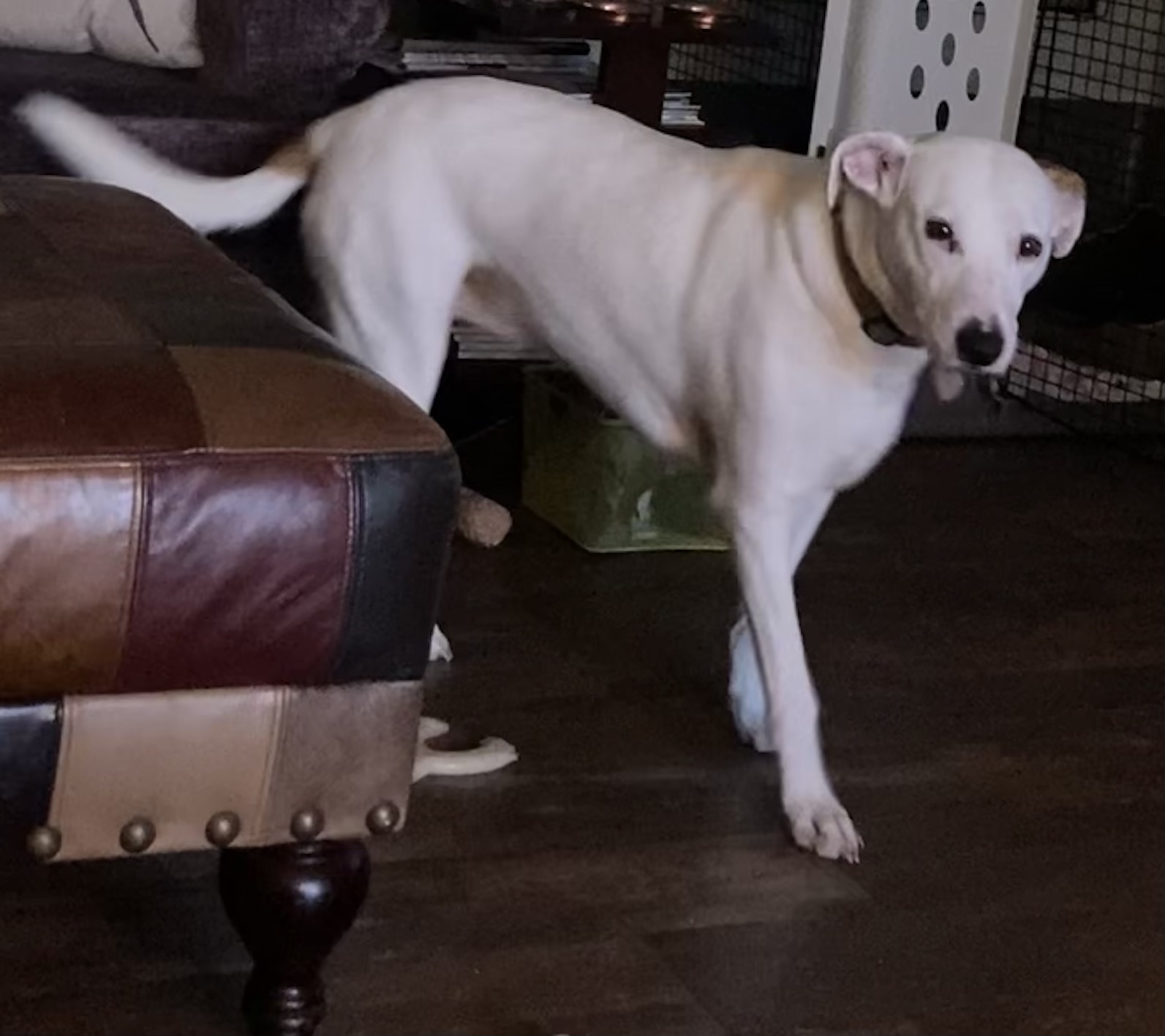 Angel, Adoptable, Adult Female Pointer & Terrier.