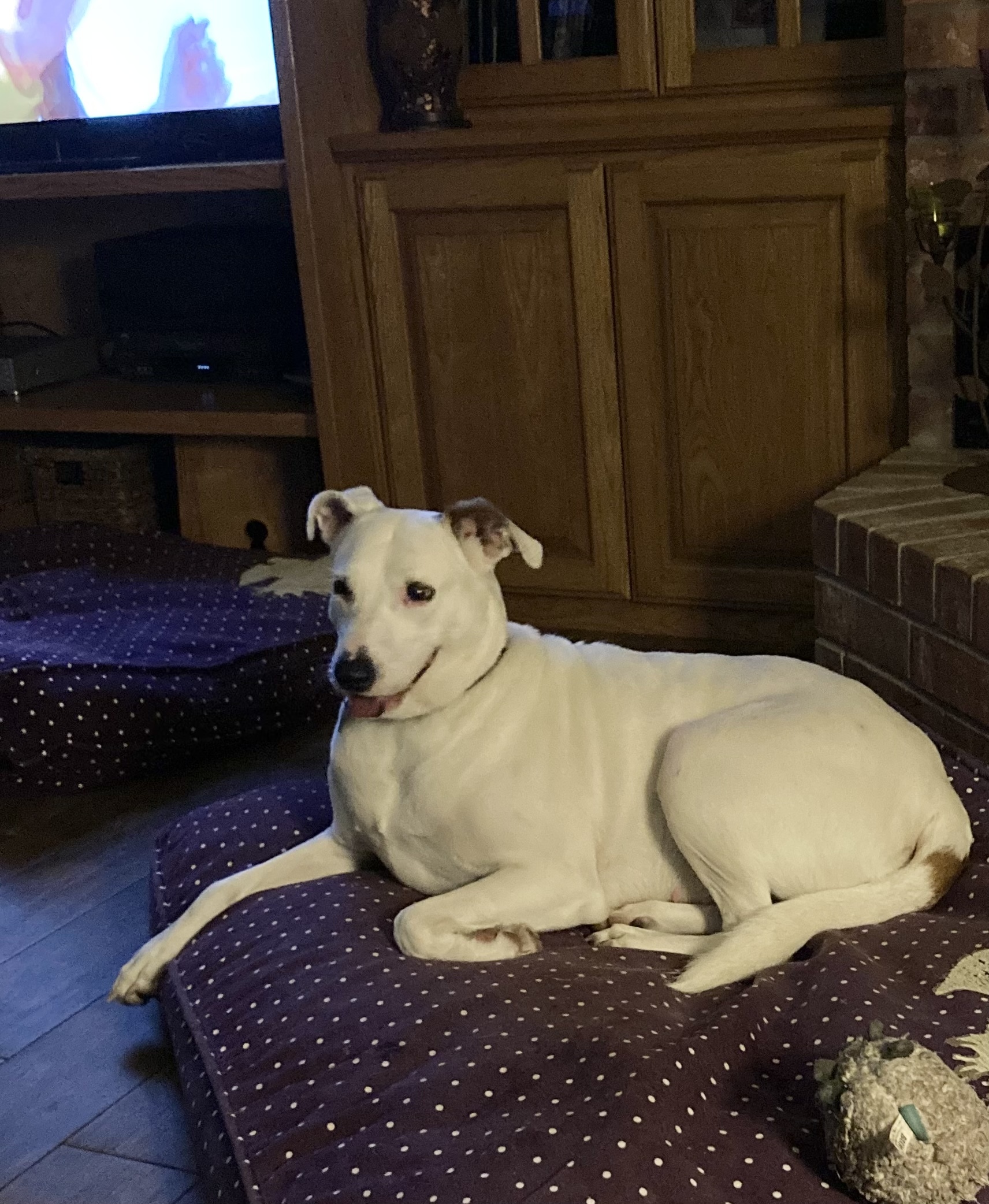 Enlarge Angel, a Adoptable mixed breed in Burleson, TX image 2/6