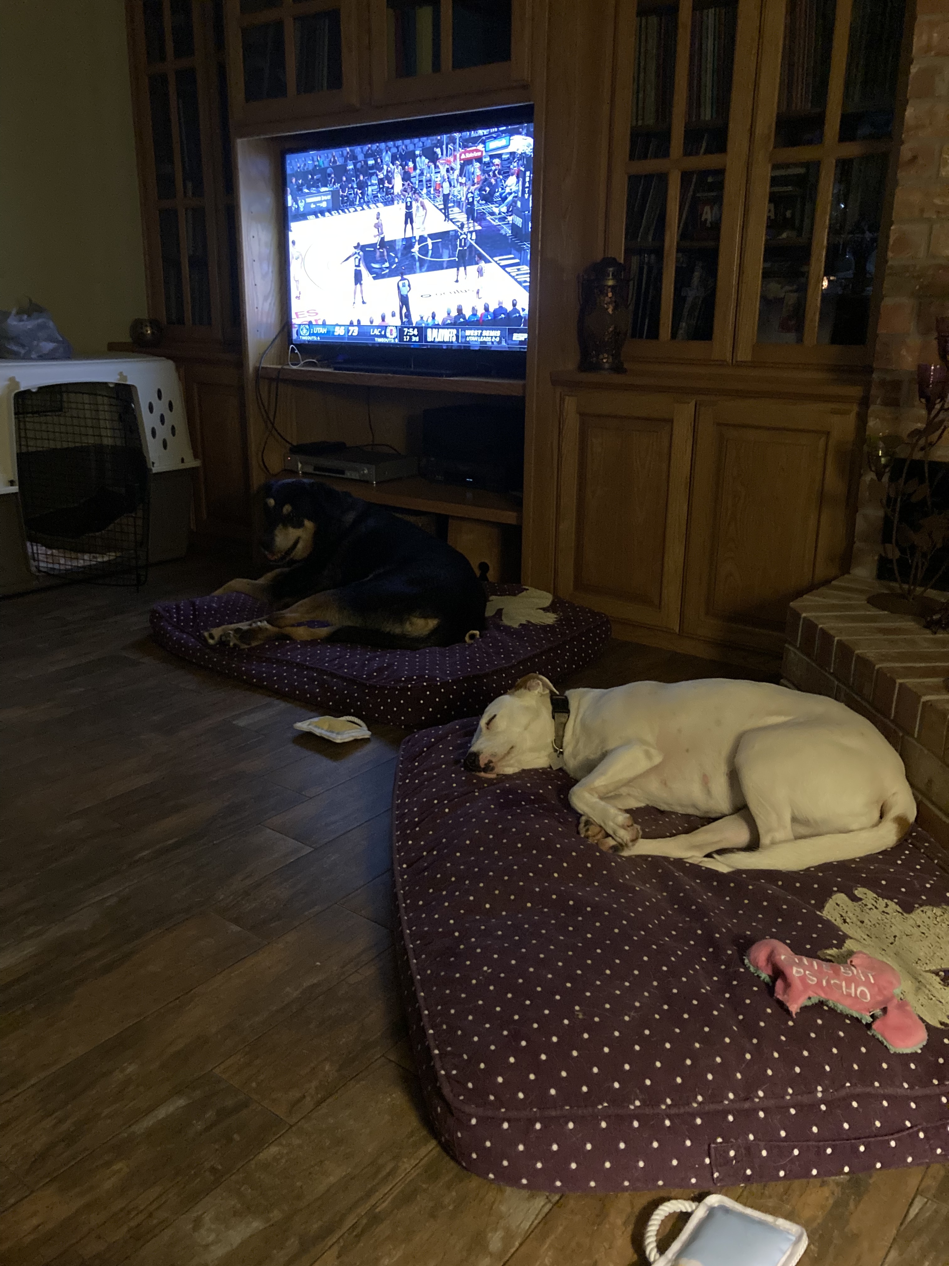 Enlarge Angel, a Adoptable mixed breed in Burleson, TX image 3/6