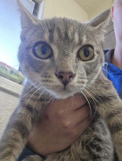 Enlarge Daffodil, a Adoptable mixed breed in Klamath Falls, OR image 1/1